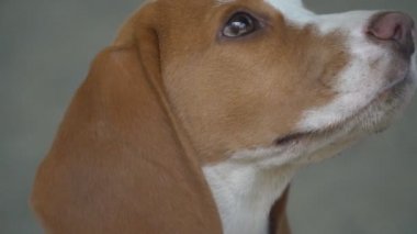 köpek beagle doğada