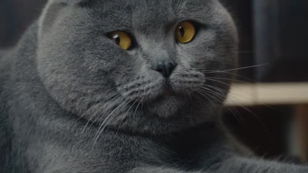 Britannico dalle orecchie lop gatto — Video Stock