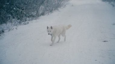 Sarı saçlı Husky doğurmak köpek