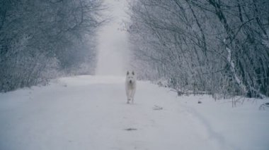 Sarı saçlı Husky doğurmak köpek