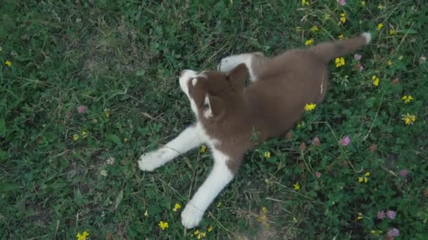 Un cachorro de husky pasea por la naturaleza — Vídeo de stock