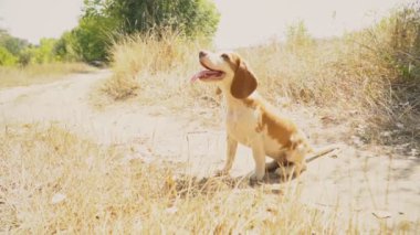 Ne aradığını Beagle köpek