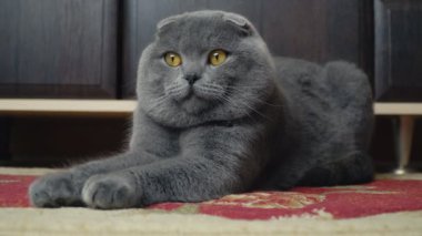 Lop-Eared Briton kedi