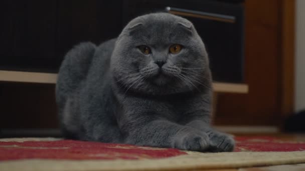 Kočičí zběsilého útoku Brit — Stock video