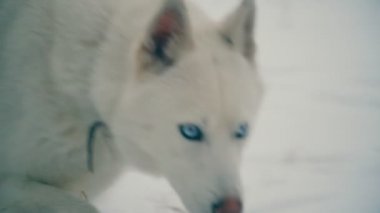 Sarı saçlı Husky doğurmak köpek