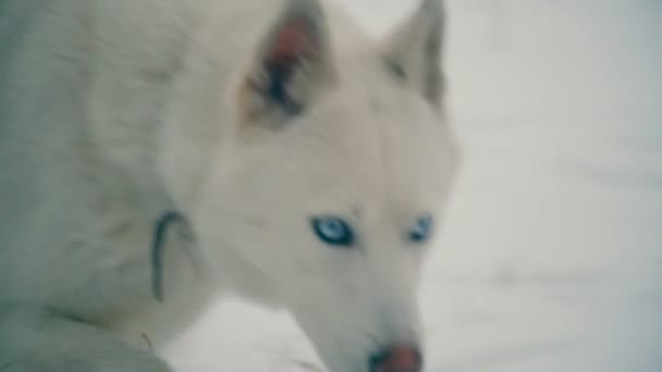 Um cão de raça Husky de cabelos amarelos — Vídeo de Stock