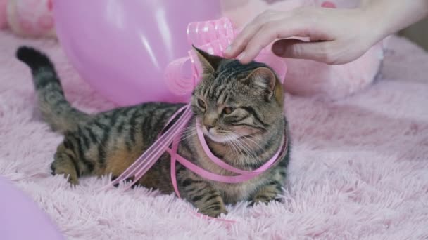 Кошка с бантом на кровати — стоковое видео