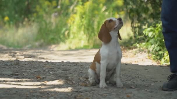 Perro beagle lo que está buscando — Vídeo de stock
