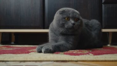 Lop-Eared Briton kedi