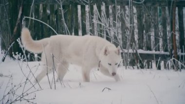 Sarı saçlı Husky doğurmak köpek