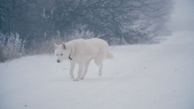 Sarı saçlı Husky doğurmak köpek