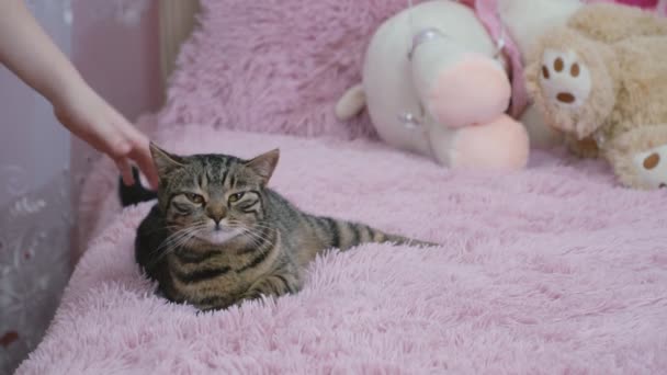 Дівчина з кішкою на дивані — стокове відео