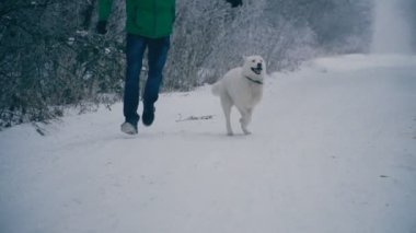 Sarı saçlı Husky doğurmak köpek