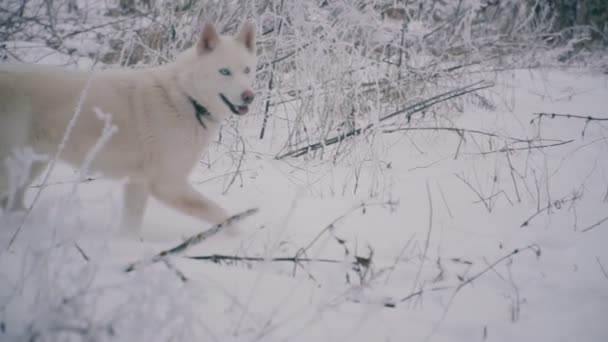 Een geel-haired Husky rashond — Stockvideo