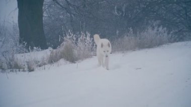 Sarı saçlı Husky doğurmak köpek