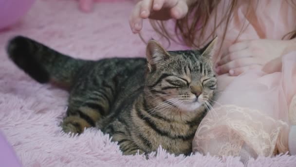 Ragazza con un gatto sul divano — Video Stock