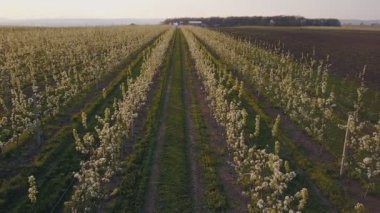 çiçek açan armut Bahçe