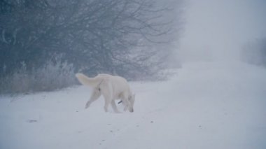 Sarı saçlı Husky doğurmak köpek