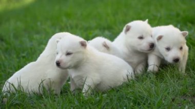 Beyaz husky yavruları