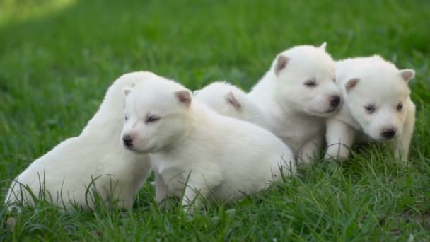 Filhotes de cachorro branco husky — Vídeo de Stock