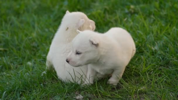 Cachorros husky blanco — Vídeos de Stock