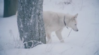 Sarı saçlı Husky doğurmak köpek