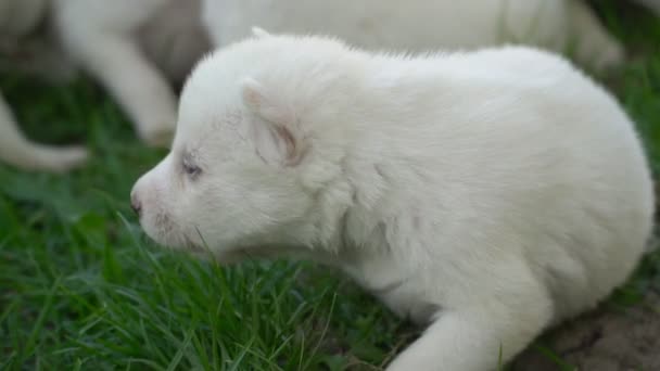 Witte husky pups — Stockvideo