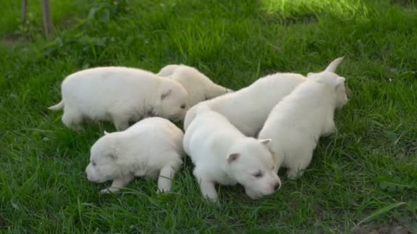 Белый хаски щенки — стоковое видео