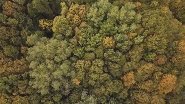 Bladeren beginnen geel te worden op bomen — Stockvideo