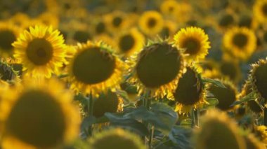 Ayçiçekleri tarlada