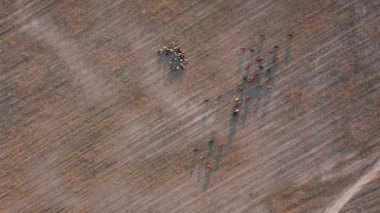 Bir grup inek otlakta otluyor.