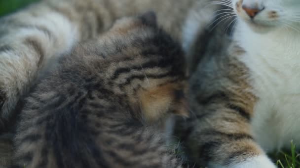 Котенок сосёт молоко у своей мамы — стоковое видео