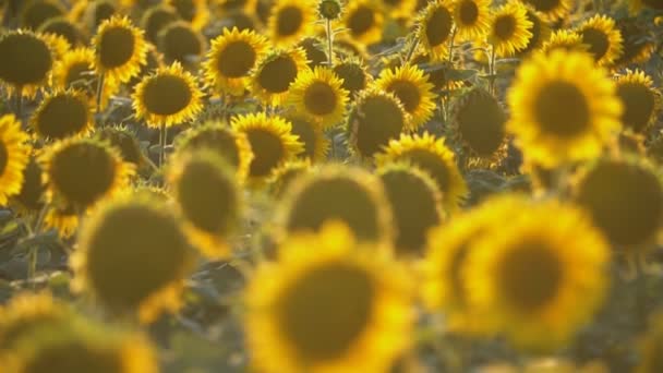 Sonnenblumenblüten auf dem Feld — Stockvideo