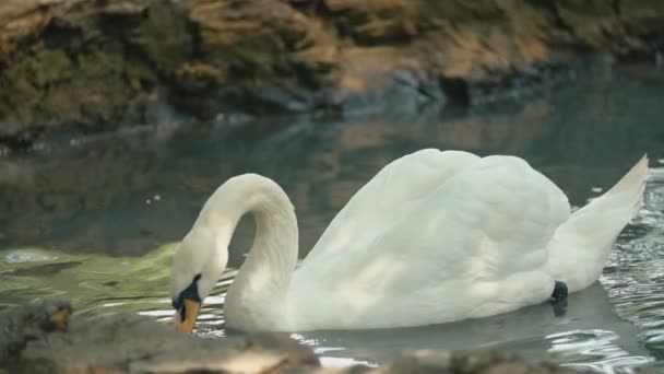 Zwaan zwemt in een vijver — Stockvideo