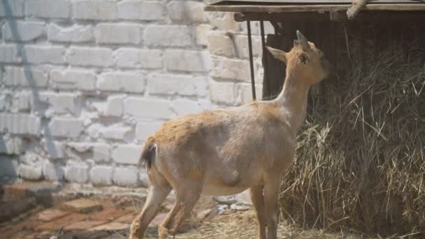 Дорослий козел біля сіна — стокове відео