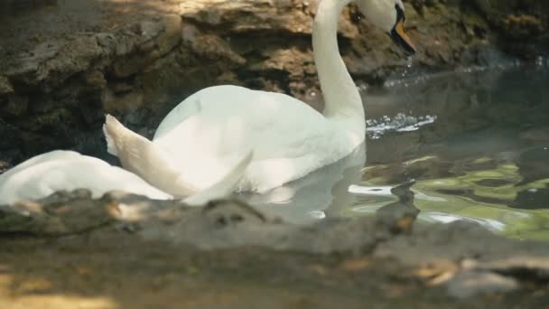 Zwaan zwemt in een vijver — Stockvideo