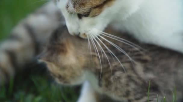 Gato mãe cuida dela gatinho — Vídeo de Stock