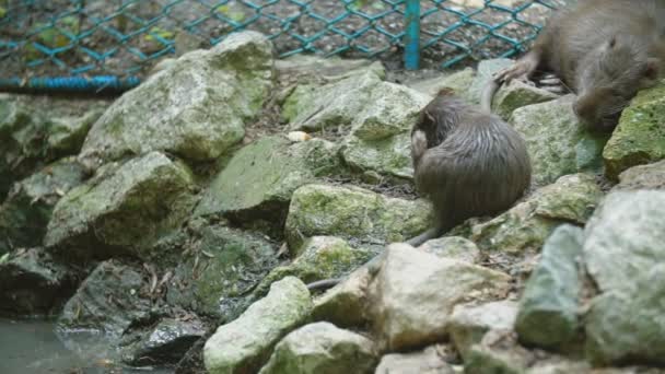 Familie van nutria op de stenen — Stockvideo