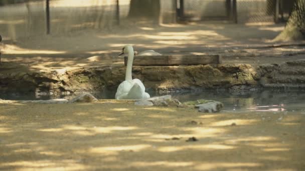 Cisne nada en un estanque — Vídeos de Stock