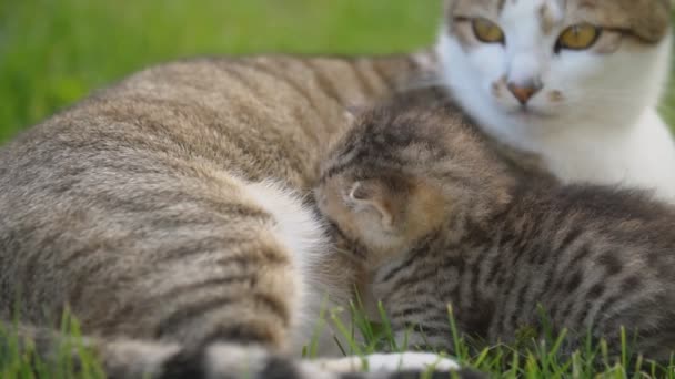 Mãe gato alimenta seu gatinho — Vídeo de Stock