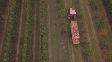 Bir kamyon dolusu elması olan traktör.