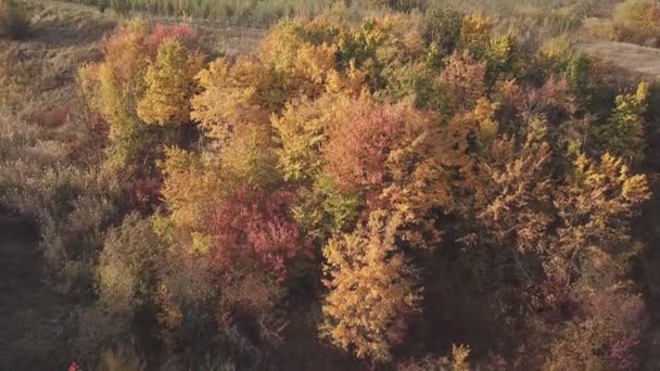 Pohon Dengan Daun Kuning — Stok Video