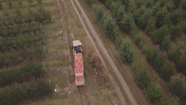 Traktor med en full släpvagn av äpplen — Stockvideo