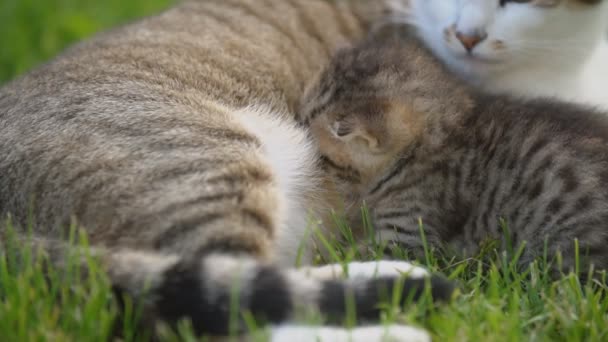 Mãe gato alimenta seu gatinho — Vídeo de Stock