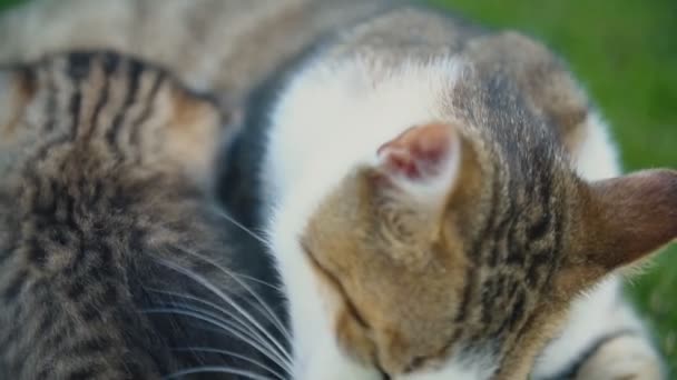 Katzenmama kümmert sich um ihr Kätzchen — Stockvideo