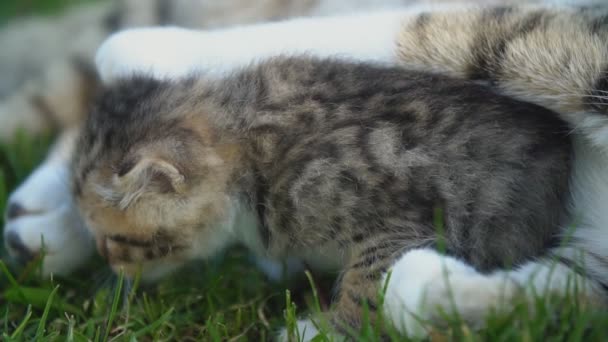 Cat mom cares for her kitten — Stock Video