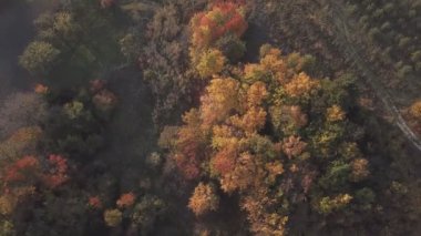 ağaçlar Sarı yaprakları ile