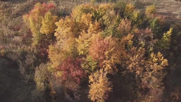 Trees with yellow leaves — Stock Video
