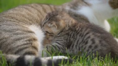 Anne kedi yavrusunu besliyor.