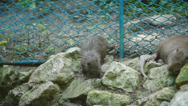 Family of nutria on the stones — Stock Video